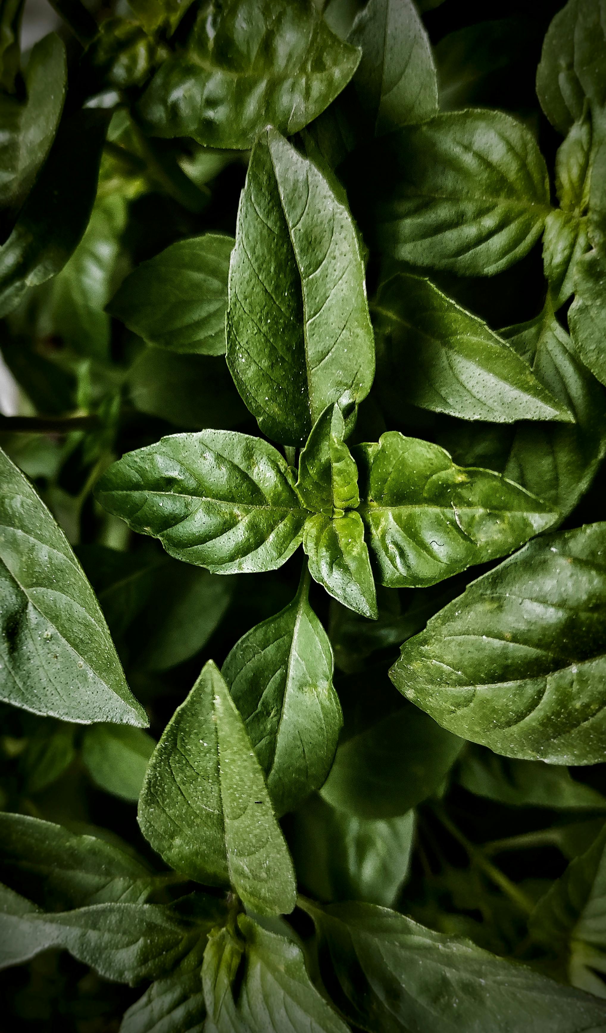 Basil